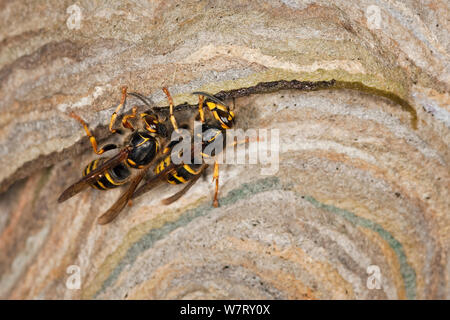 Median Wespen (Dolichovespula media) Gebäude Nest, Hessen, Deutschland, Juni. Stockfoto