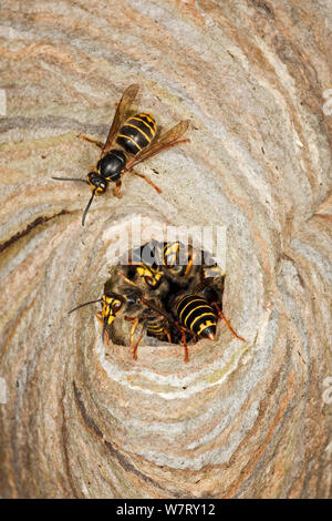 Median Wespen (Dolichovespula media) am Nest Eingang, Hessen, Deutschland, Juni. Stockfoto