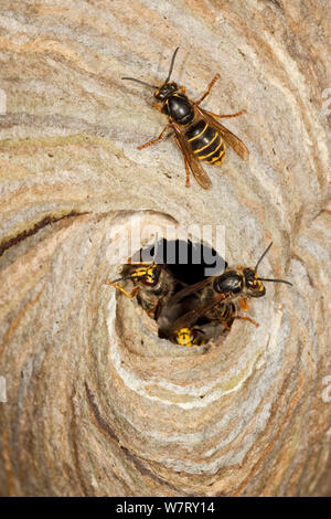 Median Wespen (Dolichovespula media) am Nest Eingang, Hessen, Deutschland, Juni. Stockfoto