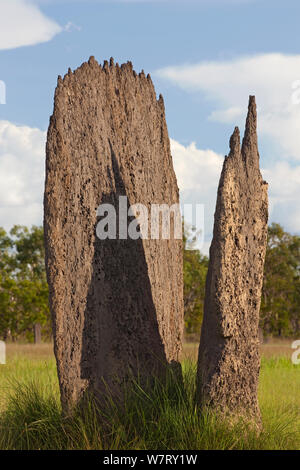 Magnetic Termite (Amitermes meridionalis) Dämme in Grünland, Litchfield National Park, Northern Territory, Australien. Stockfoto