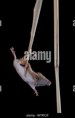 Ernte Maus (Micromys Minutus) Klettern auf Schilf, Deutschland, gefangen. Stockfoto