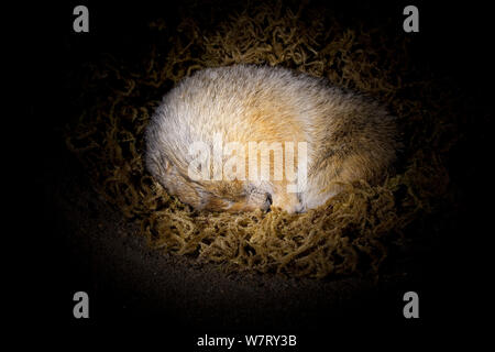 Arktisches Erdhörnchen (Spermophilus parryii) überwintern im Fuchsbau, Universität Fairbanks, Alaska, gefangen. Es Körper Temperatur so niedrig wie? 2,9°C (26.8°F) die niedrigste bekannte natürlich vorkommenden Körperkerntemperatur. Stockfoto