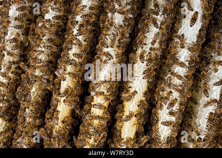 Honigbiene (Apis mellifera), die Masse auf Wabe, Deutschland. Stockfoto