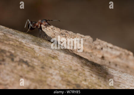 Rote Waldameise (Formica rufa) mit großen Stück Baumaterial Ameisenhaufen, Deutschland, März. Stockfoto