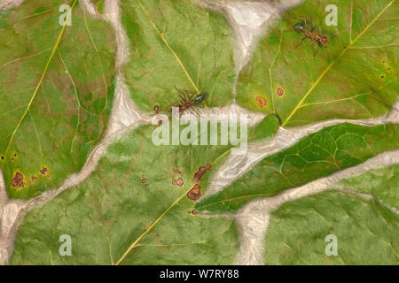 Green Tree ant (Oecophylla smaragdina) am Nest aus gewebten Blätter, Northern Territory, Kakadu National Park, Australien. Stockfoto