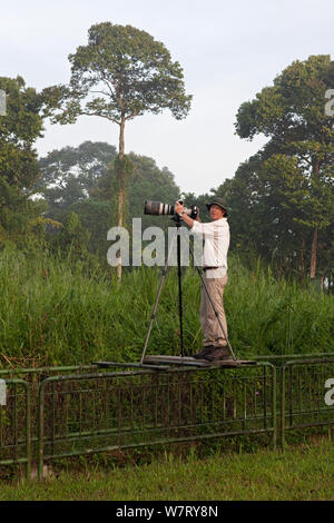 Naturfotograf Ingo Arndt, vor Ort, Fotos von Baya Weber (Ploceus philippinus), Singapur, April 2012. Stockfoto