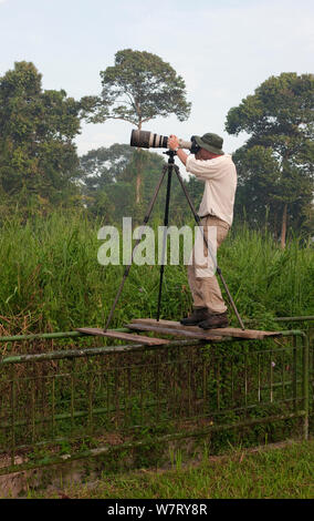 Naturfotograf Ingo Arndt, vor Ort, Fotos von Baya Weber (Ploceus philippinus), Singapur, April 2012. Stockfoto