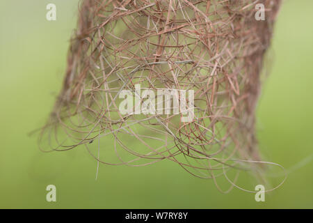 Baya Weaver Nest (Ploceus philippinus) Detail aus geflochtenem Gras am Nest Eingang, Singapur. Stockfoto