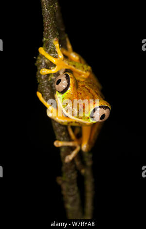 Lemur Leaf Frog (Hylomantis lemur) auf Liana, Costa Rica. Stockfoto