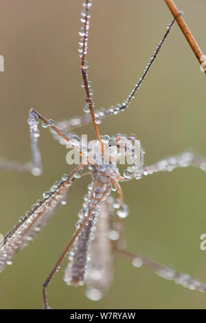 Kran Fliegen (Tipula sp.) auf Zweig mit Tau, Deutschland sitzen. Stockfoto