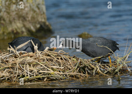 Blässhuhn (Fulica atra) Fütterung eine kleine aquatischen Wirbellosen zu einem seiner Küken im Nest, während sein Weibchen brütet mehr junge, Gloucestershire, UK, Mai. Stockfoto