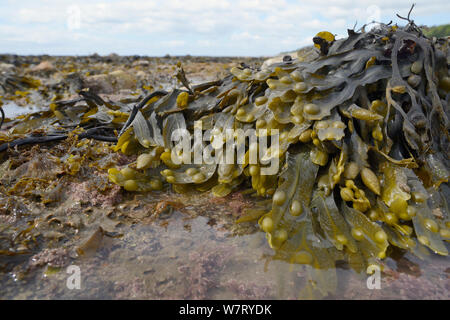 Blase Rack (Fucus vesiculosus) mit vielen Luft blasen wachsenden Low auf einem felsigen Ufer, Lyme Regis, Dorset, UK, Mai. Stockfoto