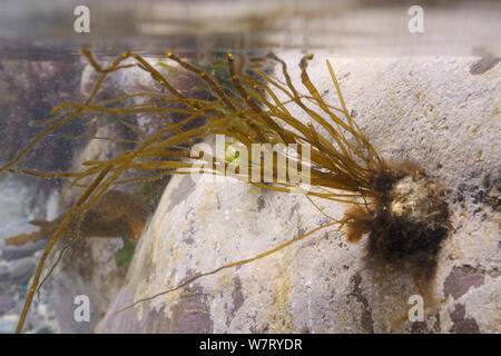 Eine epizoic Braunalgen (Scytosiphon lomentaria) zunehmend auf einen gemeinsamen Limpet (Patella Vulgata) in einem rockpool, Polzeath, Cornwall, UK, April. Stockfoto