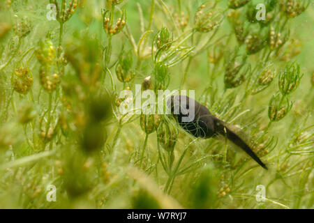 Woche alt Kaulquappe Grasfrosch (Rana temporaria) Beweidung Zarte stonewort (Chara virgata) Algen im Süßwasser-Teich, Wiltshire, UK, Juni. Stockfoto