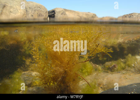 2 Ebenen Ansicht der Japanischen wireweed (Sargassum muticum), eine invasive Arten von der westlichen Pazifischen Ausbreitung in Europa und Großbritannien, die von der Luft blasen in einem rockpool, Kimmeridge, Dorset, Großbritannien, Juli Auftrieb gegeben. Stockfoto