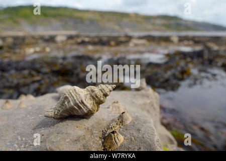 Europäische Auster Bohren/Stechen winkle (Ocenebra Erinacea) ein schädling der Austernbänke, auf den Felsen an der Küste neben Acorn barnacles (Balanus perforatus) bei Ebbe freiliegenden, mit Algen, Rock Pools und das Meer im Hintergrund, Lyme Regis, Dorset, UK, Mai. Stockfoto