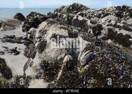 Recenty abgerechnet Jungen gemeinsamen Miesmuscheln (Mytilus edulis) neben Barnacle verkrustete Erwachsene auf Felsen ausgesetzt auf einem felsigen Ufer bei Ebbe, Rhossili, die Halbinsel Gower, UK, Juni. Stockfoto