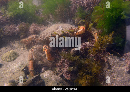 Weibliche gemeinsame Seespinne (Maja brachydactyla/Maja squinado) gut in einem rockpool unter Coralweed (Corallina officinalis), Rhossili, die Halbinsel Gower, UK, Juni getarnt. Stockfoto