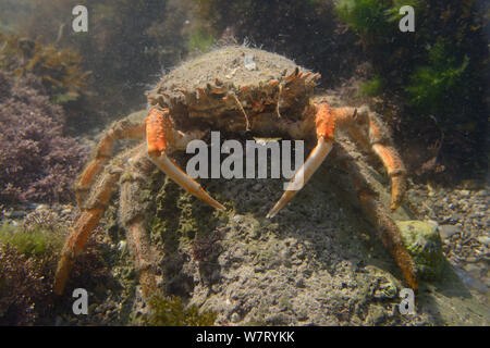 Weibliche gemeinsame Seespinne (Maja brachydactyla/Maja squinado) stehend auf einem Felsblock in einem rockpool niedrig am Ufer, Rhossili, die Halbinsel Gower, UK, Juni. Stockfoto