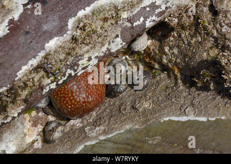 Erdbeere Anemone (Actinia fragracea) und flache Schalen (Gibbula umbilicalis) auf Felsen bei Ebbe, Cornwall, UK, April ausgesetzt. Stockfoto