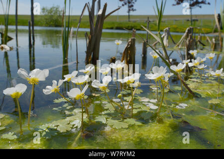 Gemeinsame Wasser - Hahnenfuß (Ranunculus aquatilis) Blühende in einem kleinen Teich, Marlborough Downs, Wiltshire, UK, Juni. Stockfoto