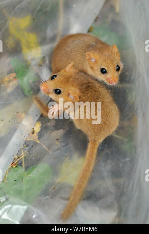 Zwei junge Common/Hasel haselmäuse (Muscardinus avellanarius), während eine Umfrage in Coppiced Waldgebiet in der Nähe von Bristol gefangen und vorübergehend in einem Plastiksack, Somerset, Großbritannien, Oktober gehalten wird. Nicht-ex. Stockfoto