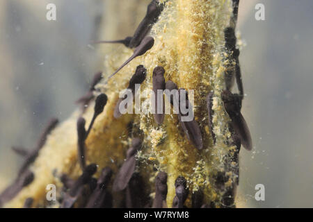 Kaulquappen junge grasfrosch (Rana temporaria) Fütterung auf grüne Algen an Reed stammt im Süßwasser-Teich, Wiltshire, UK, Mai. Stockfoto