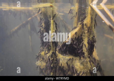 Kaulquappen junge grasfrosch (Rana temporaria) Fütterung auf grüne Algen an Reed stammt im Süßwasser-Teich, Wiltshire, UK, Mai. Stockfoto