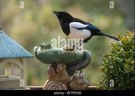 Eurasian magpie (Pica Pica) Trinkwasser aus vogelbad im Garten, Belgien, April. Stockfoto