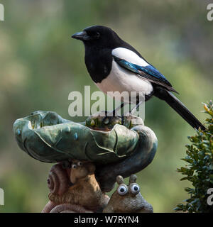 Eurasian magpie (Pica Pica) auf vogelbad im Garten, Belgien, April. Stockfoto