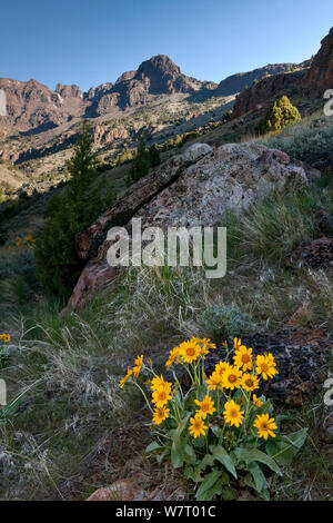 Arrowleaf balsamroot (Balsamorhiza sagittata) in Blüte, Pike Creek Canyon in der Steens Mountain Wilderness, Utah, USA, Mai Stockfoto