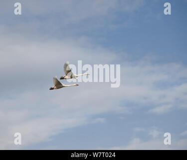 Trumpeter Swans (Cygnus buccinator) im Flug in der Skagit River Delta Bereich, Washington, USA. Februar 2013. Stockfoto