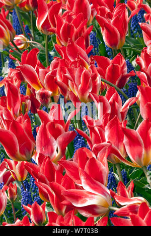 Tulpen wachsen mit Traube an hyacnith RoozenGaarde im Skagit Valley, Washington, USA. April. Stockfoto