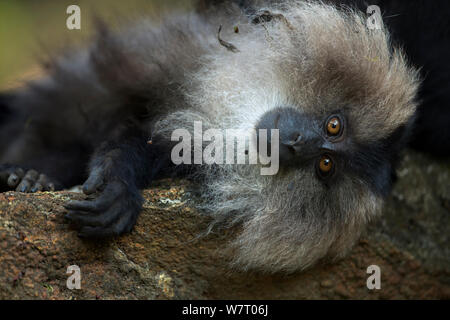 Lion-tailed Makaken (Macaca silen) Jugendlicher wird gepflegt. Anamalai Tiger Reserve, Western Ghats, Tamil Nadu, Indien. Apr 2013. Stockfoto