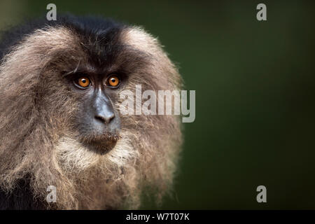 Lion-tailed Makaken (Macaca silen) juvenile Portrait. Anamalai Tiger Reserve, Western Ghats, Tamil Nadu, Indien. Mar 2013. Stockfoto