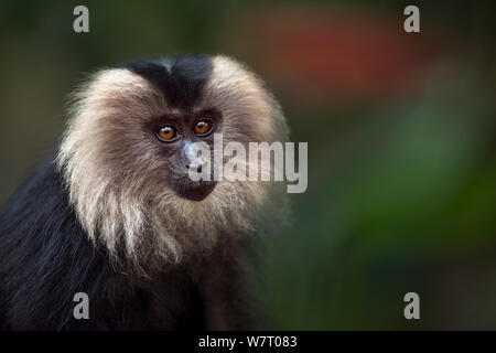 Lion-tailed Makaken (Macaca silen) juvenile Portrait. Anamalai Tiger Reserve, Western Ghats, Tamil Nadu, Indien. Mar 2013. Stockfoto