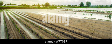 Landwirtschaftlichen Flächen durch Hochwasser betroffen. Überschwemmte Feld. Die Folgen der Regen. Agrar- und Landwirtschaft. Naturkatastrophen und Ernteverluste Risiken. Ukrain Stockfoto