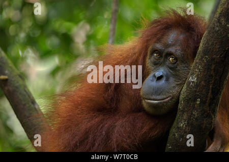 Sumatra Orang-Utans (Pongo abelii) Weibliche&#39; Sepi&#39; im Alter von 14 Jahren in einem Baum - Portrait. Gunung Leuser Nationalpark, Sumatra, Indonesien. Apr 2012. Rehabilitiert und freigegeben (oder von denen, die zwischen 1973 und 1995 veröffentlicht wurden). Stockfoto