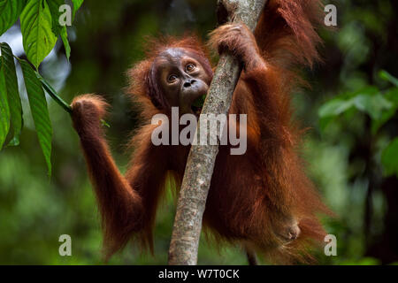 Sumatra Orang-Utans (Pongo abelii) weibliche Baby&#39; Sumi&#39; im Alter von 2-3 Jahren, die in einem Baum. Gunung Leuser Nationalpark, Sumatra, Indonesien. Apr 2012. Rehabilitiert und freigegeben (oder von denen, die zwischen 1973 und 1995 veröffentlicht wurden). Stockfoto