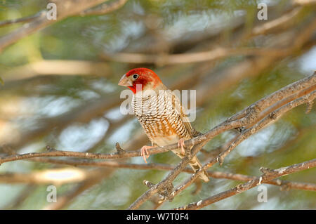 Rothaarige Finch (Amadina erythrocephala) Kgalagadi Nationalpark, Südafrika Stockfoto