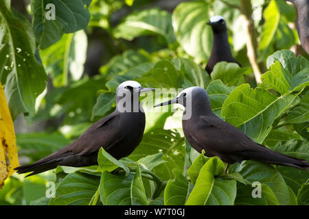 Noddy Umdrehungen (Anous stolidus) Paar auf Heron Island, Southern Great Barrier Reef, Queensland, Australien. Stockfoto