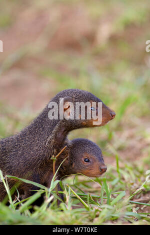 Junge Banded mongoose (Mungos mungo) Familie, Queen Elizabeth National Park, Mweya Halbinsel, Uganda, Afrika. Stockfoto