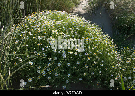 Seaside chamomile (Anthemis maritima) in Blüte in Sanddünen, Camargue, Frankreich, Juni. Stockfoto