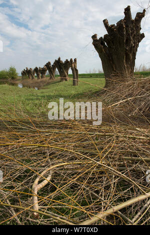 Pollarded Weiden (Salix alba) Anse de Longepierre, Bresse, Frankreich, April. Stockfoto