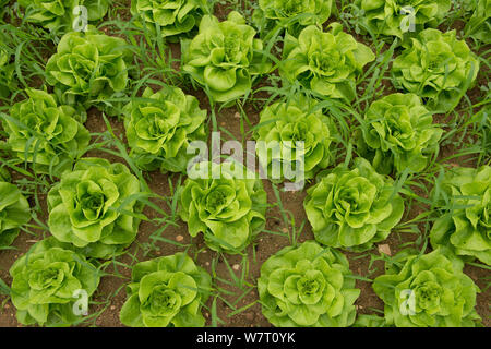 Kopfsalat mit Unkraut in einem Bio-bauernhof, Cidamos Garten, Provence, Frankreich, Oktober. Stockfoto