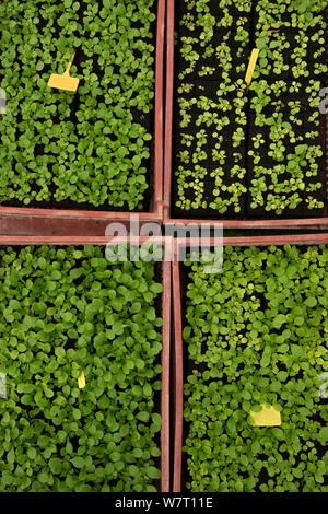 Kopfsalat keimen, Cidamos Gärten, Alpilles, Frankreich, Oktober. Stockfoto