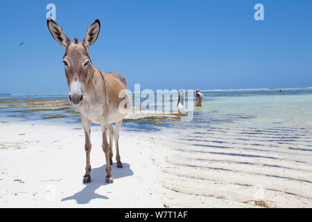 Esel am Strand mit zwei Algen Bauern zu Fuß durch, Matemwe, Zanzibar. Stockfoto