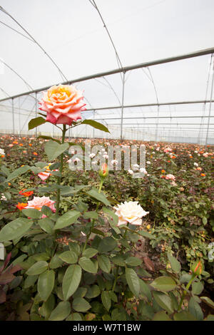 Rosen wachsen im Folientunnel auf kommerzielle Blumenfarm, Arusha, Tansania. Stockfoto