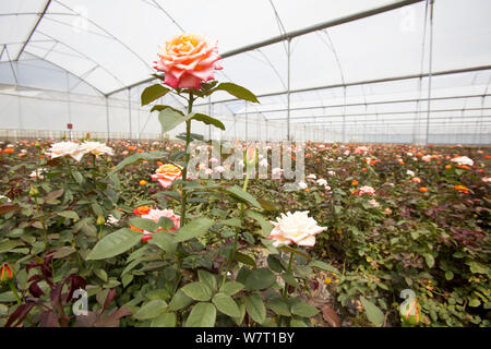 Rosen wachsen im Folientunnel auf kommerzielle Blumenfarm, Arusha, Tansania. Stockfoto