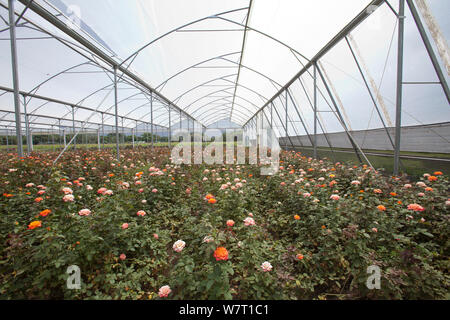 Rosen wachsen im Folientunnel auf kommerzielle Blumenfarm, Arusha, Tansania. Stockfoto